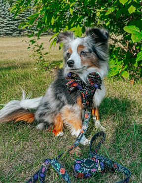 INFLUENCER_CONTENT | @LEXI.THE.TOY.AUSSIE_2021