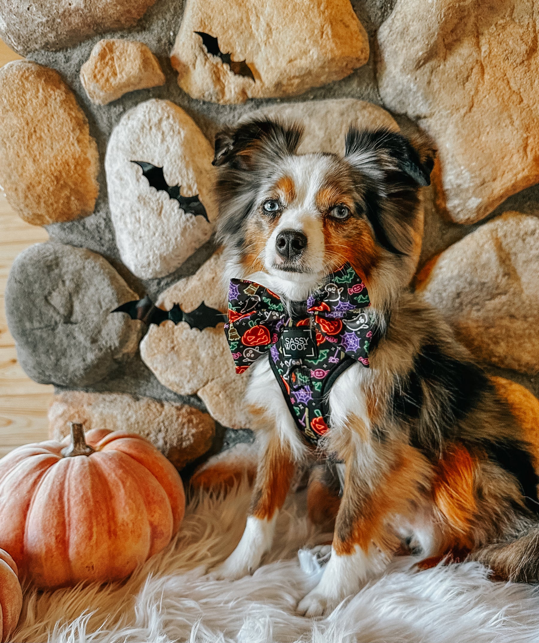 INFLUENCER_CONTENT | @LEXI.THE.TOY.AUSSIE_2021