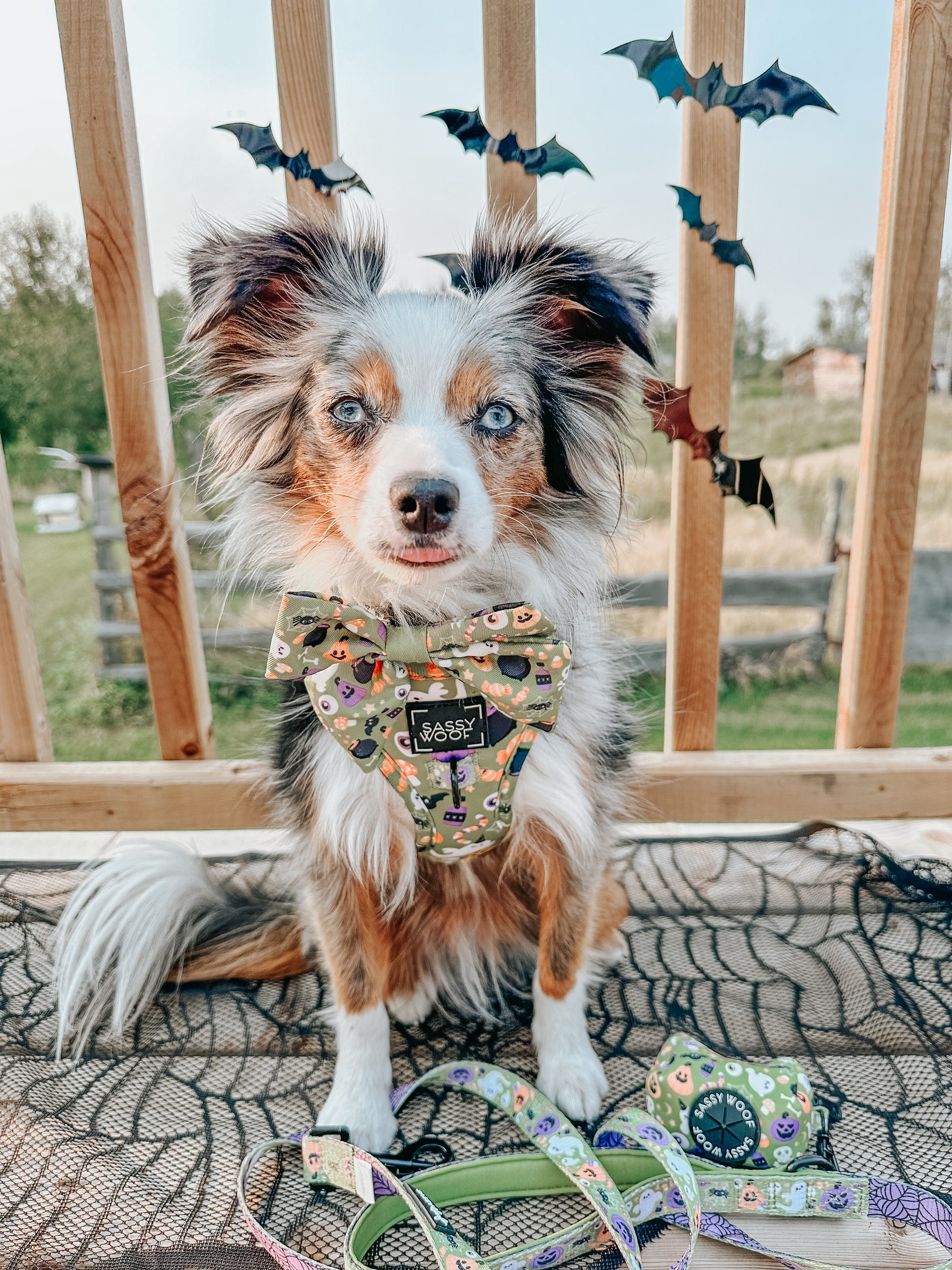 INFLUENCER_CONTENT | @LEXI.THE.TOY.AUSSIE_2021