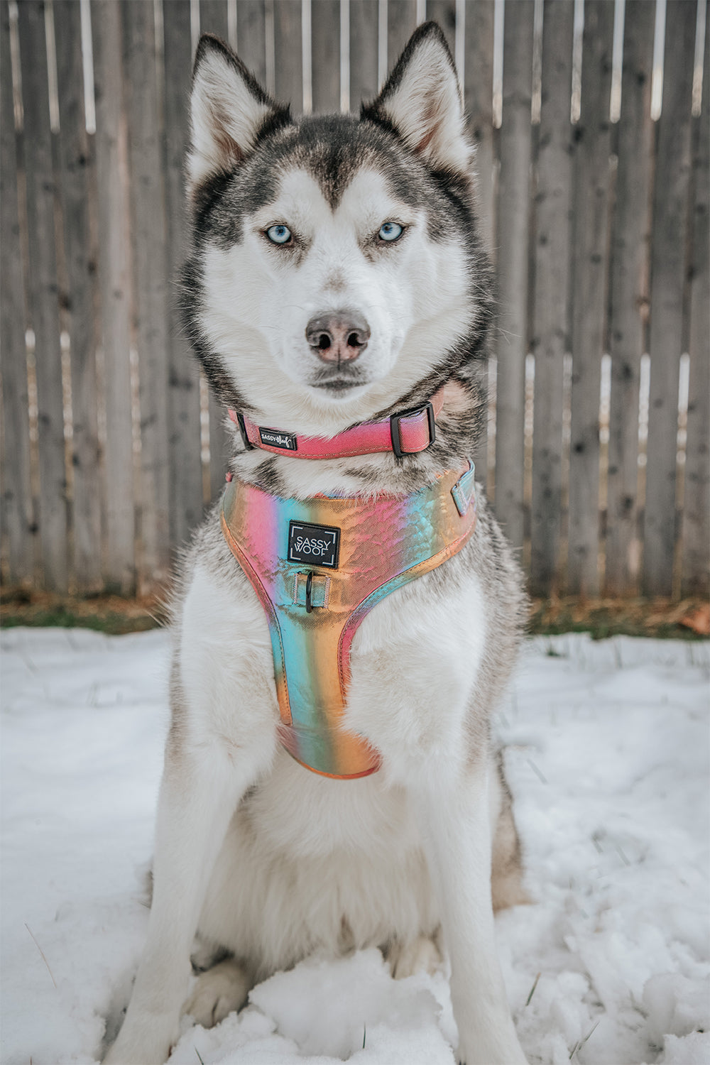 INFLUENCER_CONTENT | @LILLY_CLOVER_HUSKY | SIZE L & L