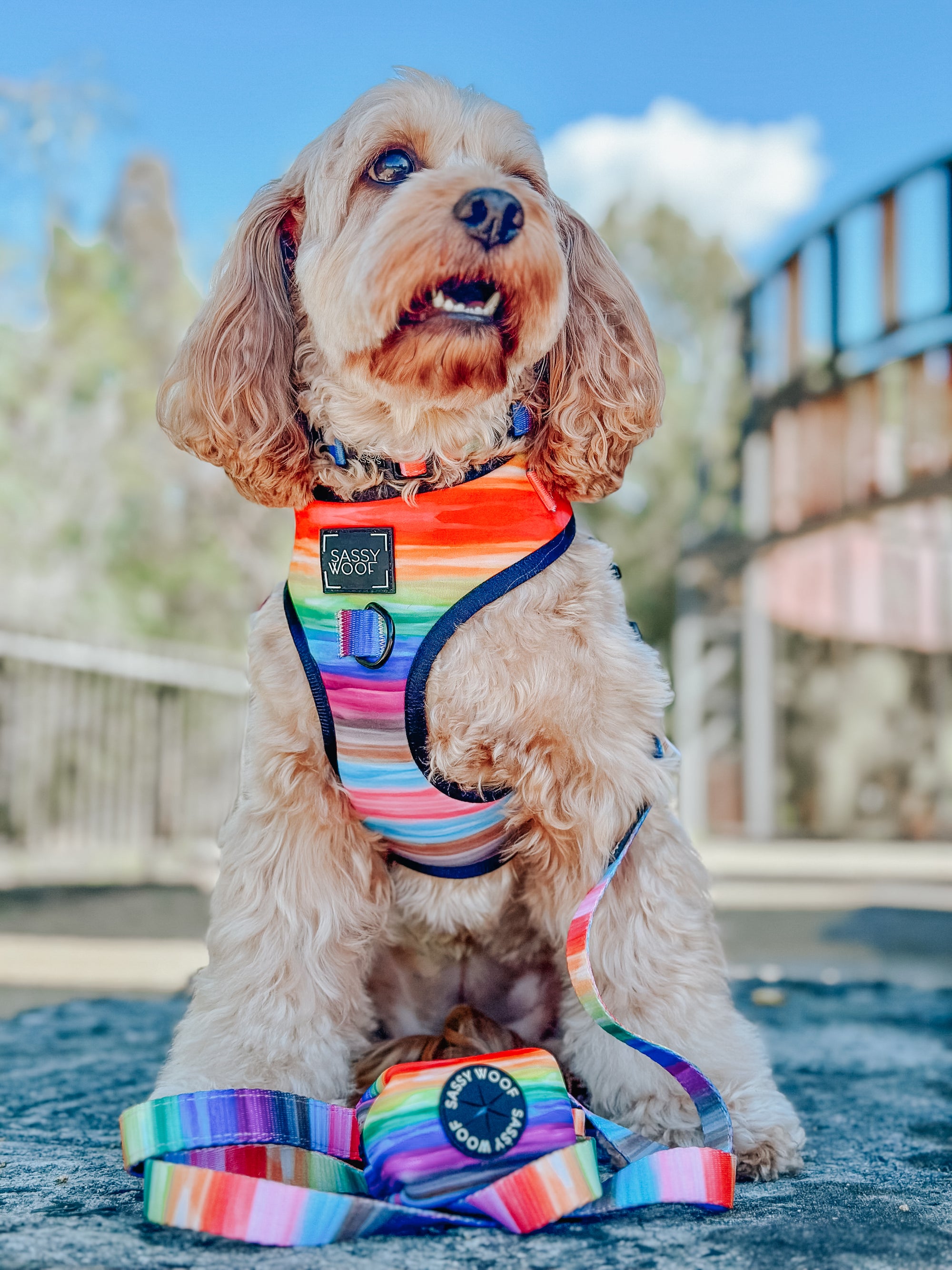 INFLUENCER_CONTENT | @LILY_CUTE_CAVOODLE
