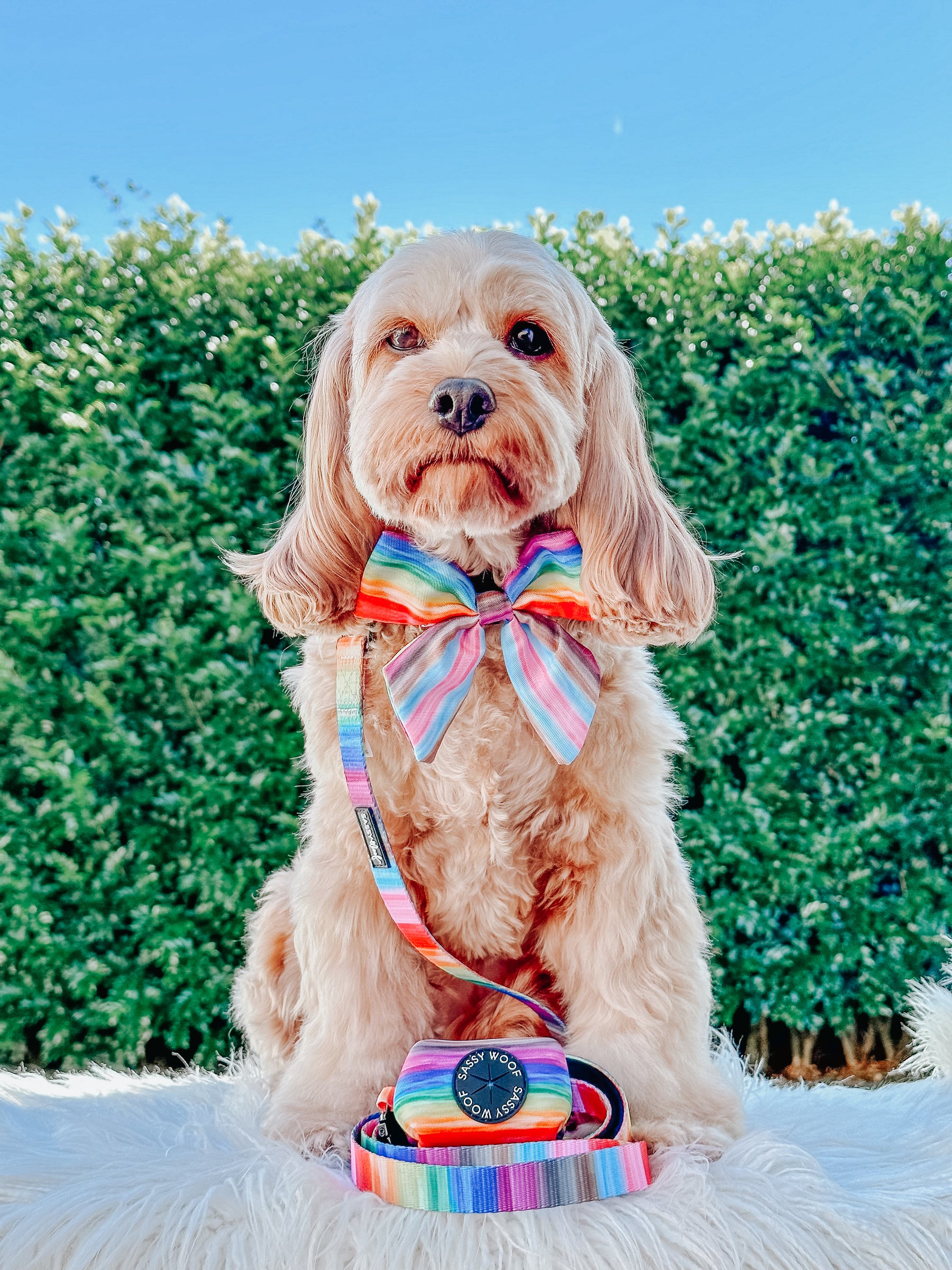 INFLUENCER_CONTENT | @LILY_CUTE_CAVOODLE