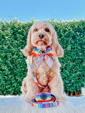 INFLUENCER_CONTENT | @LILY_CUTE_CAVOODLE