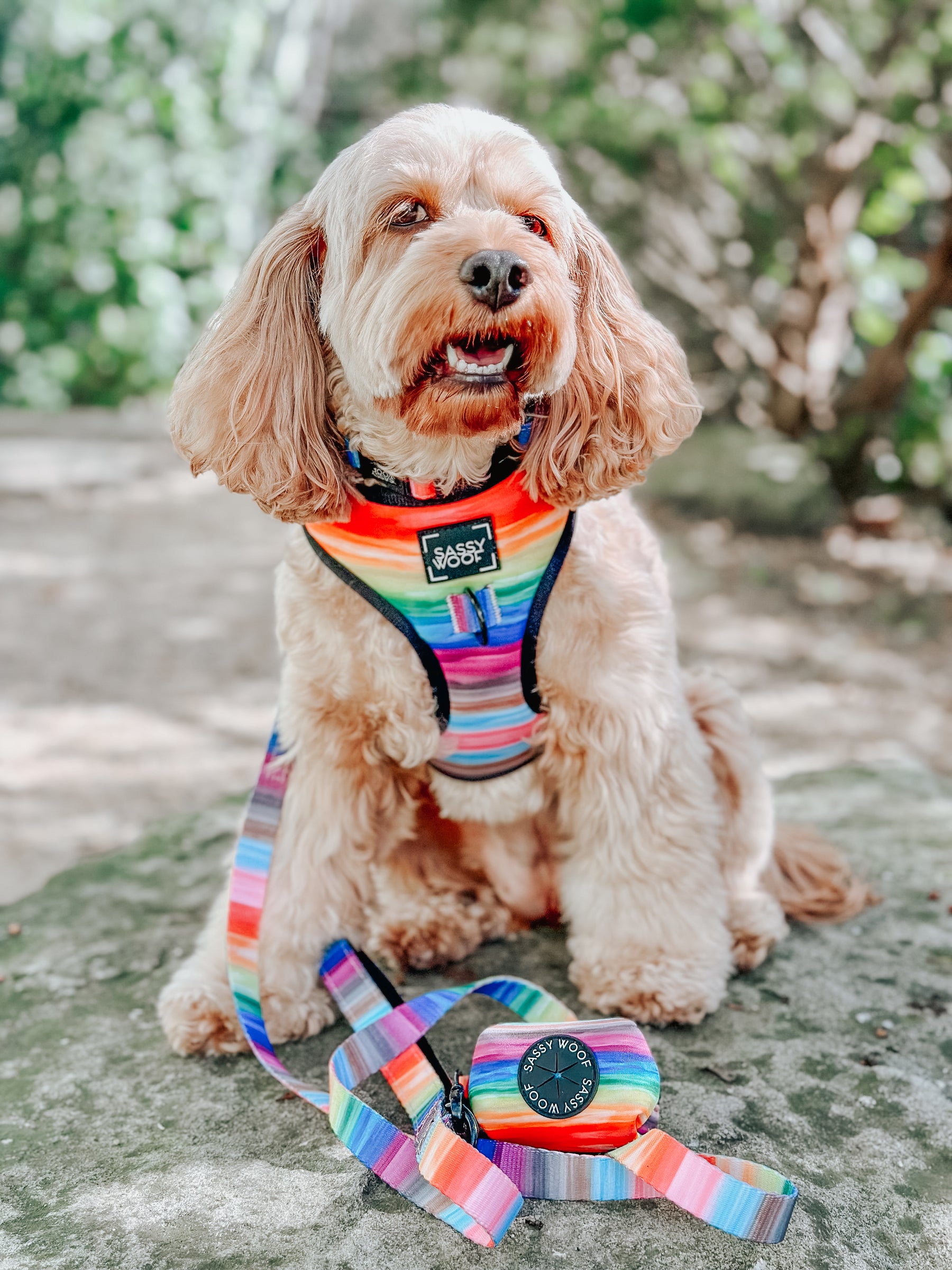 INFLUENCER_CONTENT | @LILY_CUTE_CAVOODLE