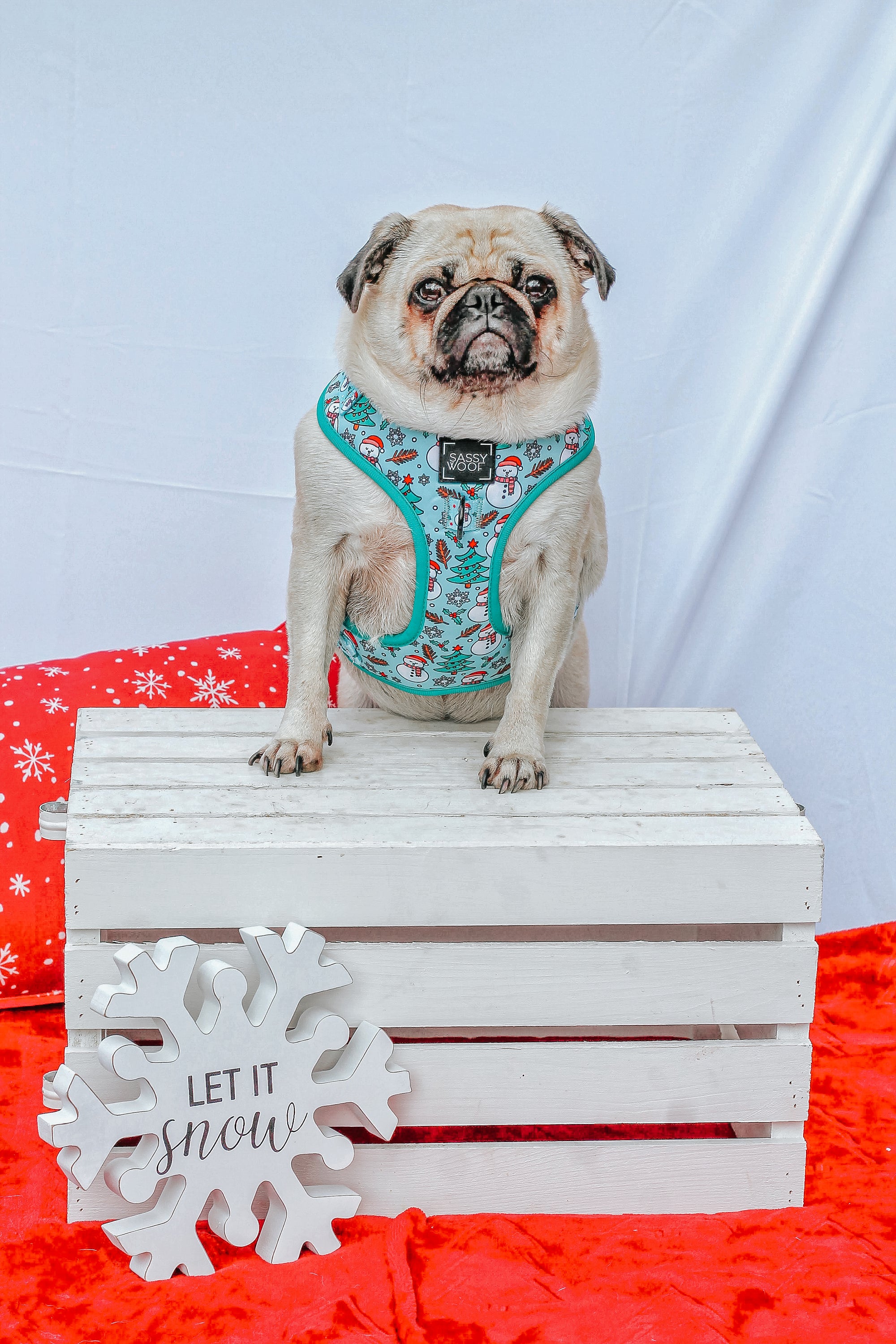 INFLUENCER_CONTENT | @LITTLEMISSYTHEPUG | SIZE M