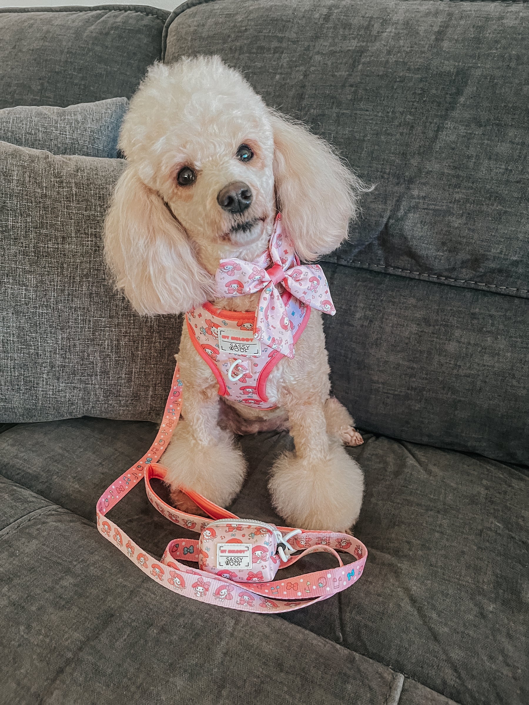 A small, cream-colored poodle sits on a gray couch wearing an adjustable harness and a Sassy Woof Dog Leash - My Melody™, which features cute cartoon patterns, plus a large pink bow around its neck.