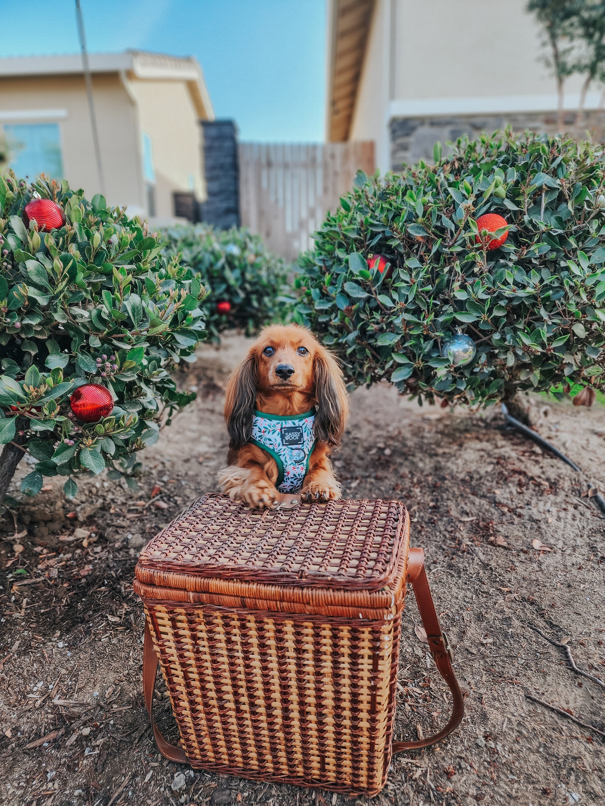 INFLUENCER_CONTENT | @LOLA_DOXIE | SIZE XS