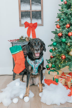 INFLUENCER_CONTENT | @SUNNYTHEAUSSIEDOR | SIZE L