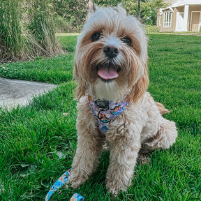 INFLUENCER_CONTENT | @LOVELUNA.CAVAPOO | SIZE S & XS