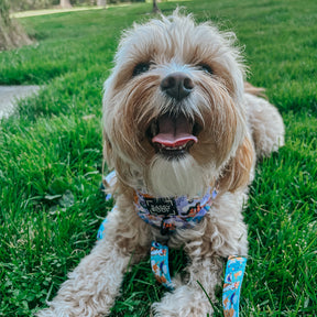 INFLUENCER_CONTENT | @LOVELUNA.CAVAPOO