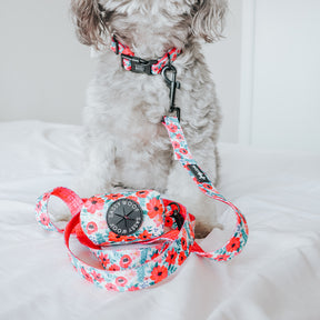 INFLUENCER_CONTENT | @LUNATHEYORKIEPOODLE