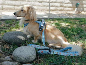 INFLUENCER_CONTENT | @LEOTHELONGSAUSAGE I COLLAR SIZE: S & HARNESS SIZE: XS