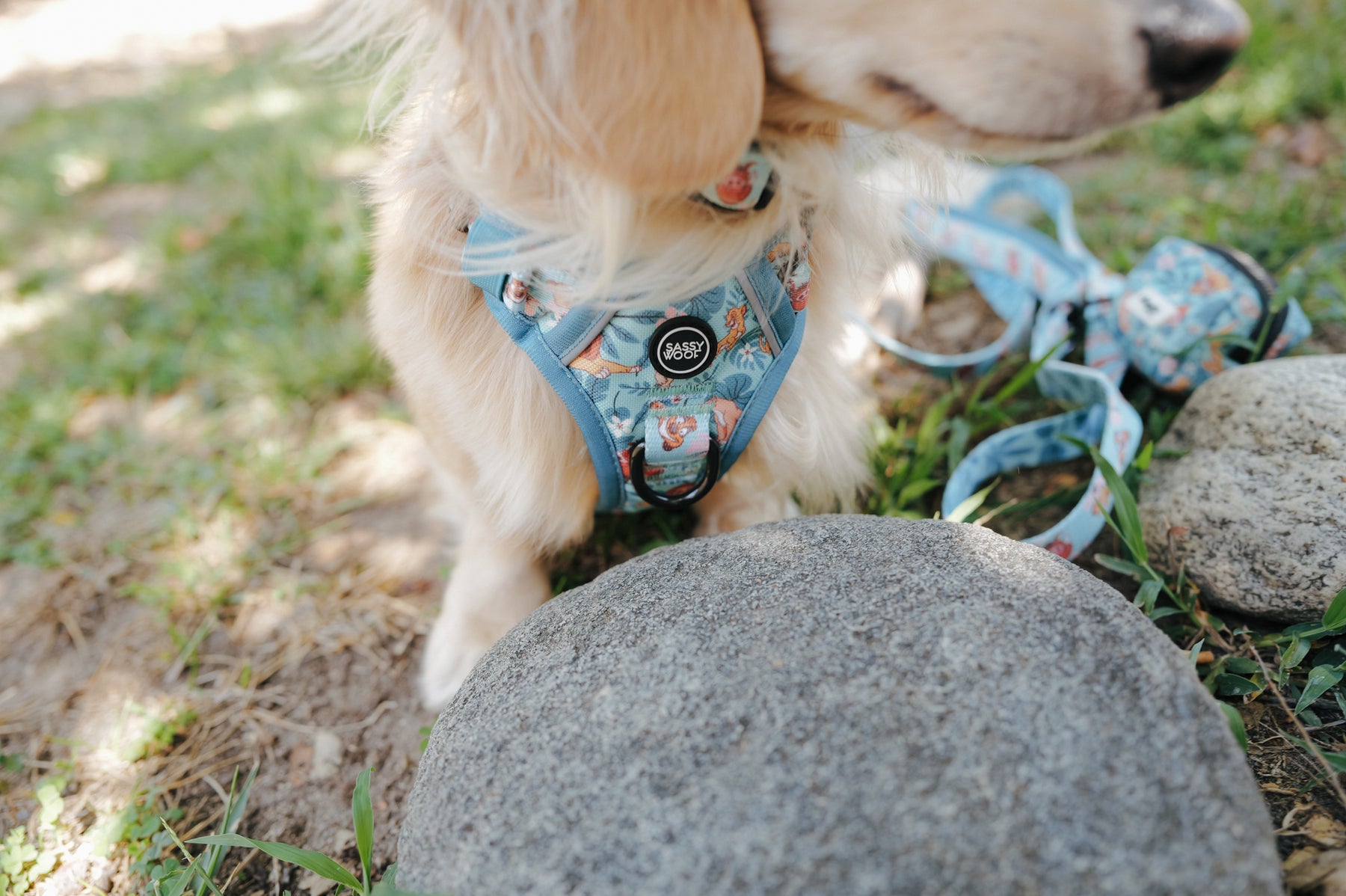 INFLUENCER_CONTENT | @LEOTHELONGSAUSAGE I COLLAR SIZE: S & HARNESS SIZE: XS