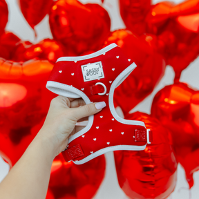 Red pet harness with white heart patterns held by a hand against red heart-shaped balloons.
