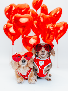 INFLUENCER_CONTENT | @MAYATHEDOX & WINSTONTHEDOX | SIZE XS