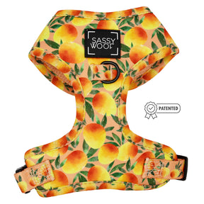 Dog Four Piece Bundle - Mango Tango