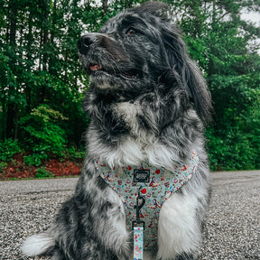 INFLUENCER_CONTENT | @MAPLE.THE.NEWFAUSSIE | SIZE XXL