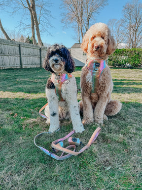 INFLUENCER_CONTENT | @MATILDAROSEGOLDENDOODLE