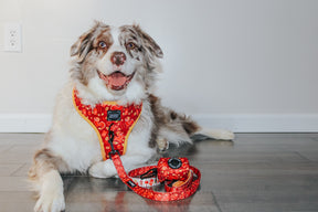 INFLUENCER_CONTENT | @MILATHEAUSSIEDOG | SIZE XL