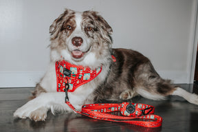 INFLUENCER_CONTENT | @MILATHEAUSSIEDOG | SIZE XL