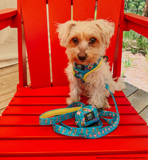 INFLUENCER_CONTENT | @_.MILO.THE.MORKIE._ | SIZE XXS