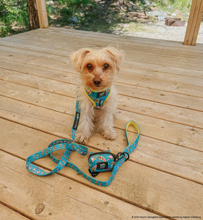 INFLUENCER_CONTENT | @_.MILO.THE.MORKIE._ 