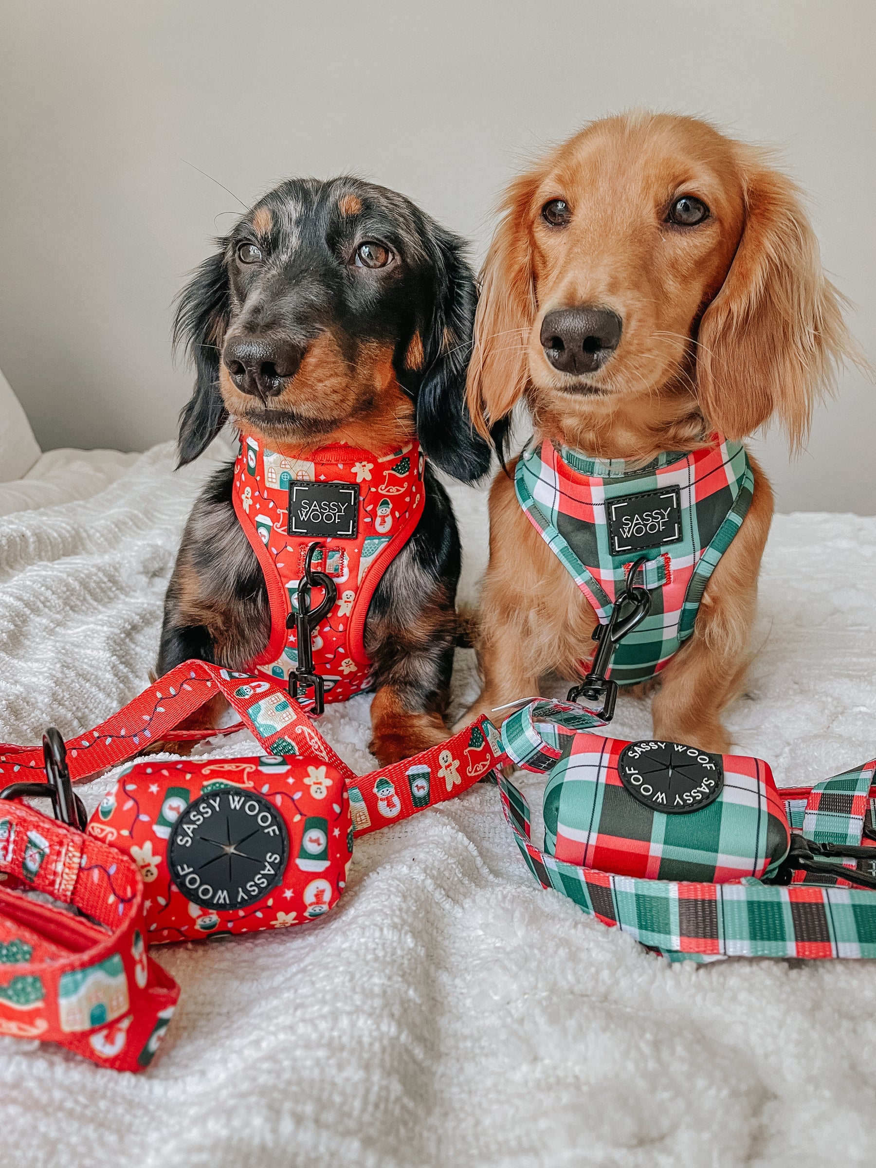 INFLUENCER_CONTENT | @MINIWEENSBENNYANDJASPER