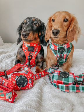 INFLUENCER_CONTENT | @MINIWEENSBENNYANDJASPER