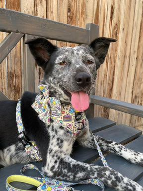 INFLUENCER_CONTENT | @MISTY_THE_LABRAHEELER