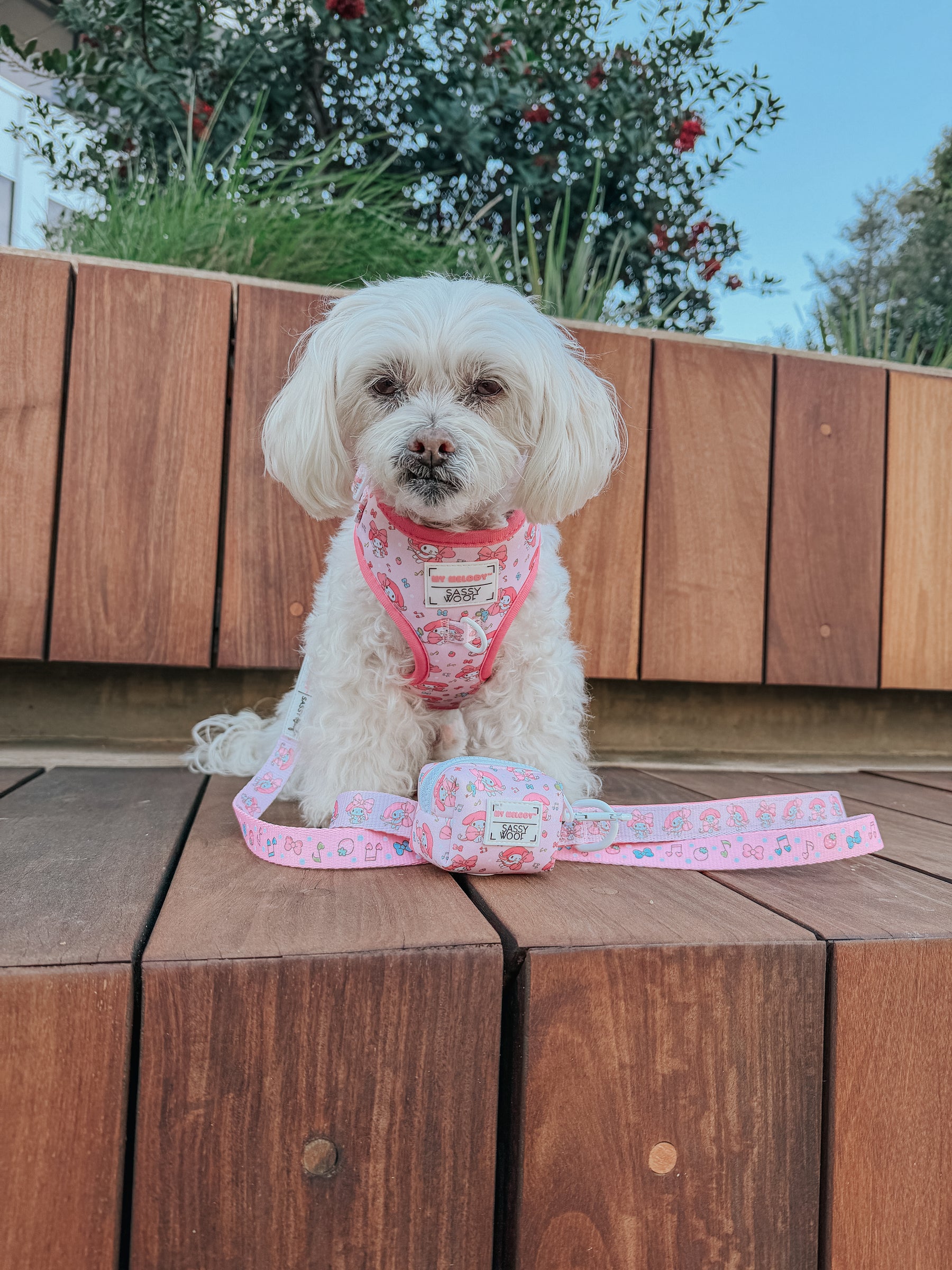 A small white dog in an adjustable harness and a Sassy Woof Dog Leash - My Melody™ sits on wooden steps outdoors, surrounded by green plants and red flowers.