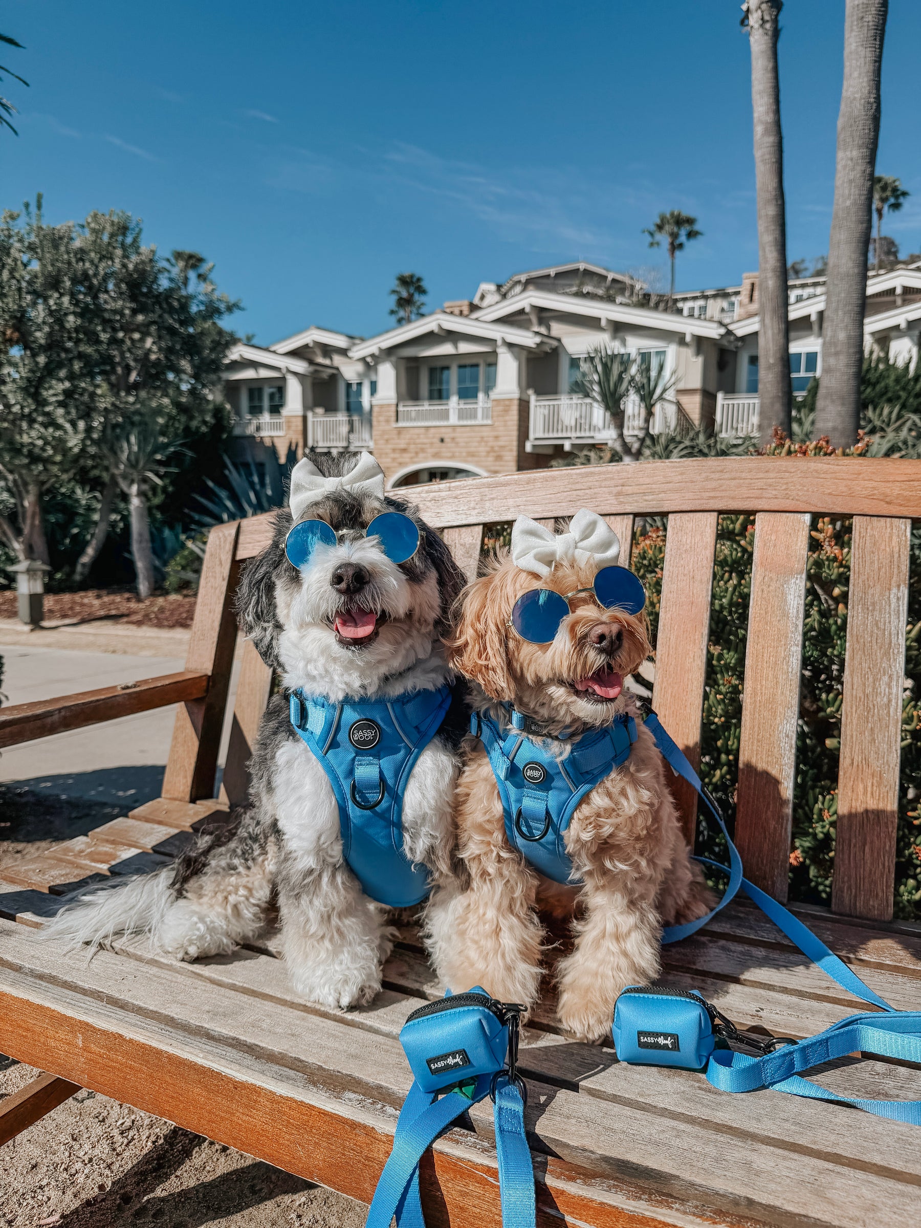 INFLUENCER_CONTENT | @MALTIPOO.KONA | SIZE S & M