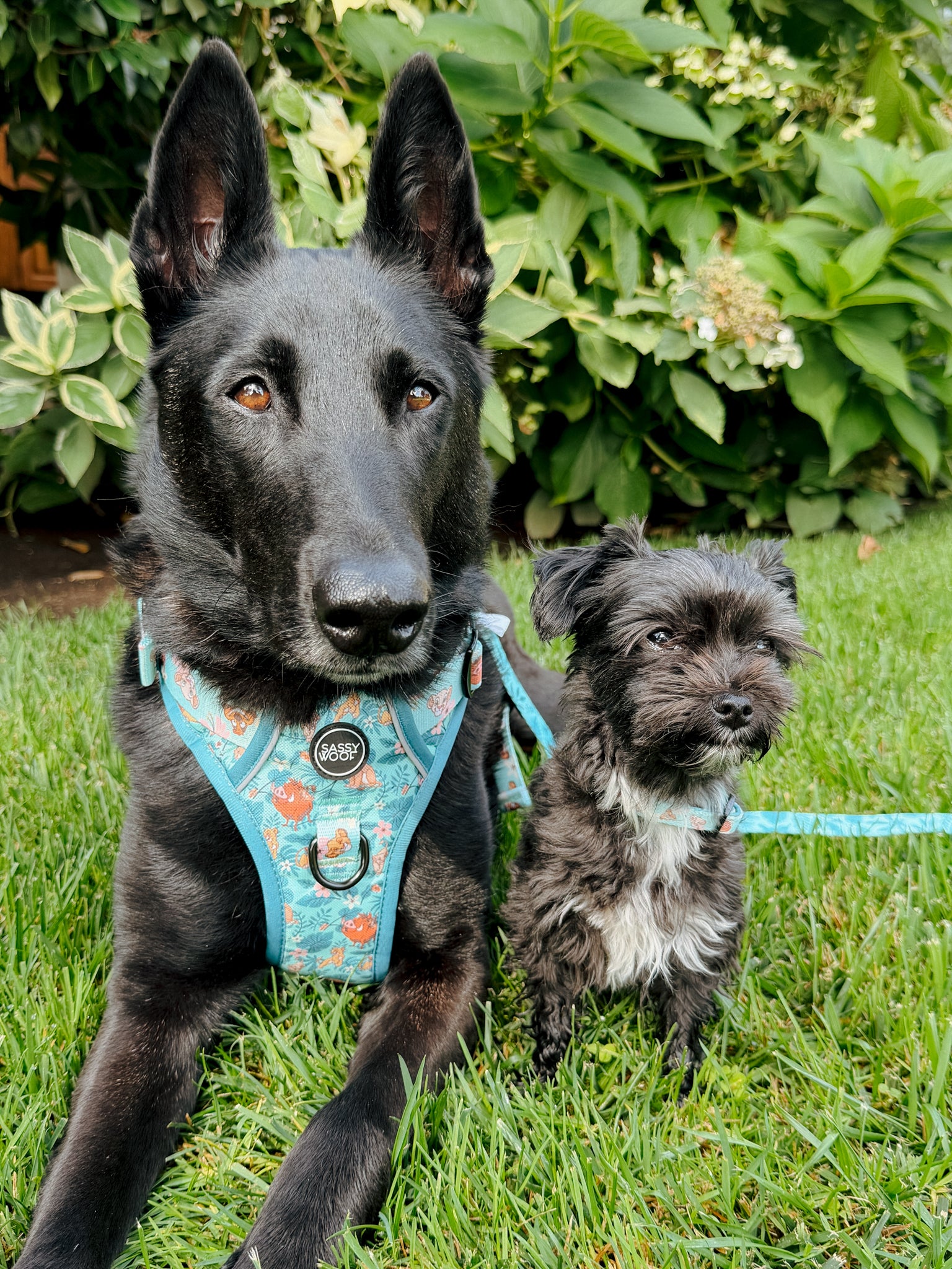 INFLUENCER_CONTENT | @MAPLE.AND.FREYA I COLLAR SIZE: XS & M & HARNESS SIZE: L