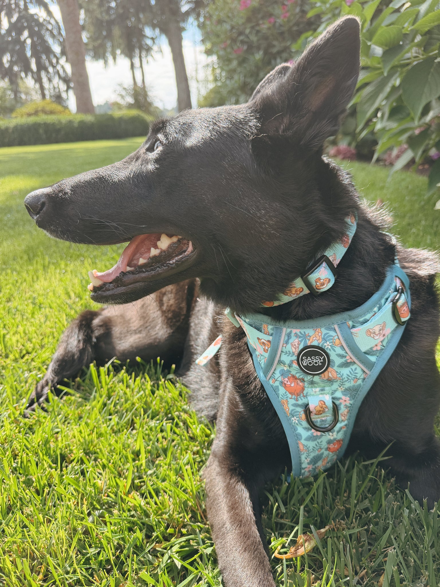 INFLUENCER_CONTENT | @MAPLE.AND.FREYA I COLLAR SIZE: M & HARNESS SIZE: L