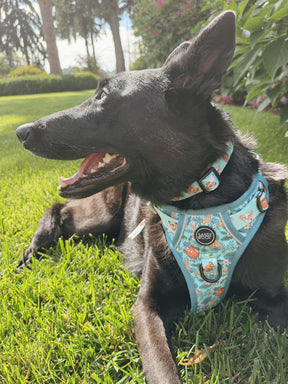 INFLUENCER_CONTENT | @MAPLE.AND.FREYA I COLLAR SIZE: M & HARNESS SIZE: L