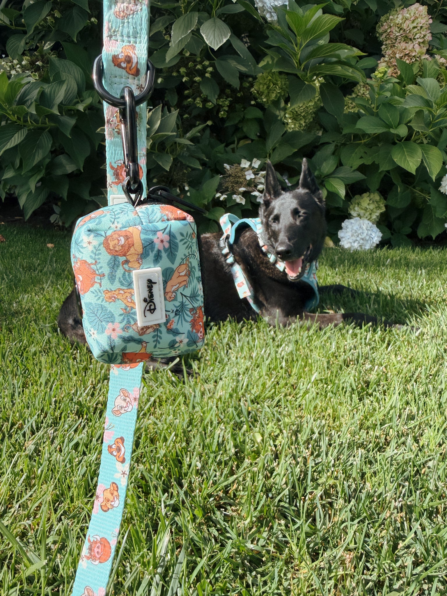 INFLUENCER_CONTENT | @MAPLE.AND.FREYA I COLLAR SIZE: M & HARNESS SIZE: L