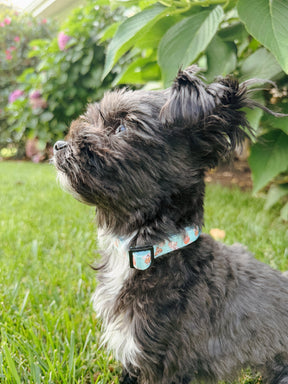 INFLUENCER_CONTENT | @MAPLE.AND.FREYA I COLLAR SIZE: XS 
