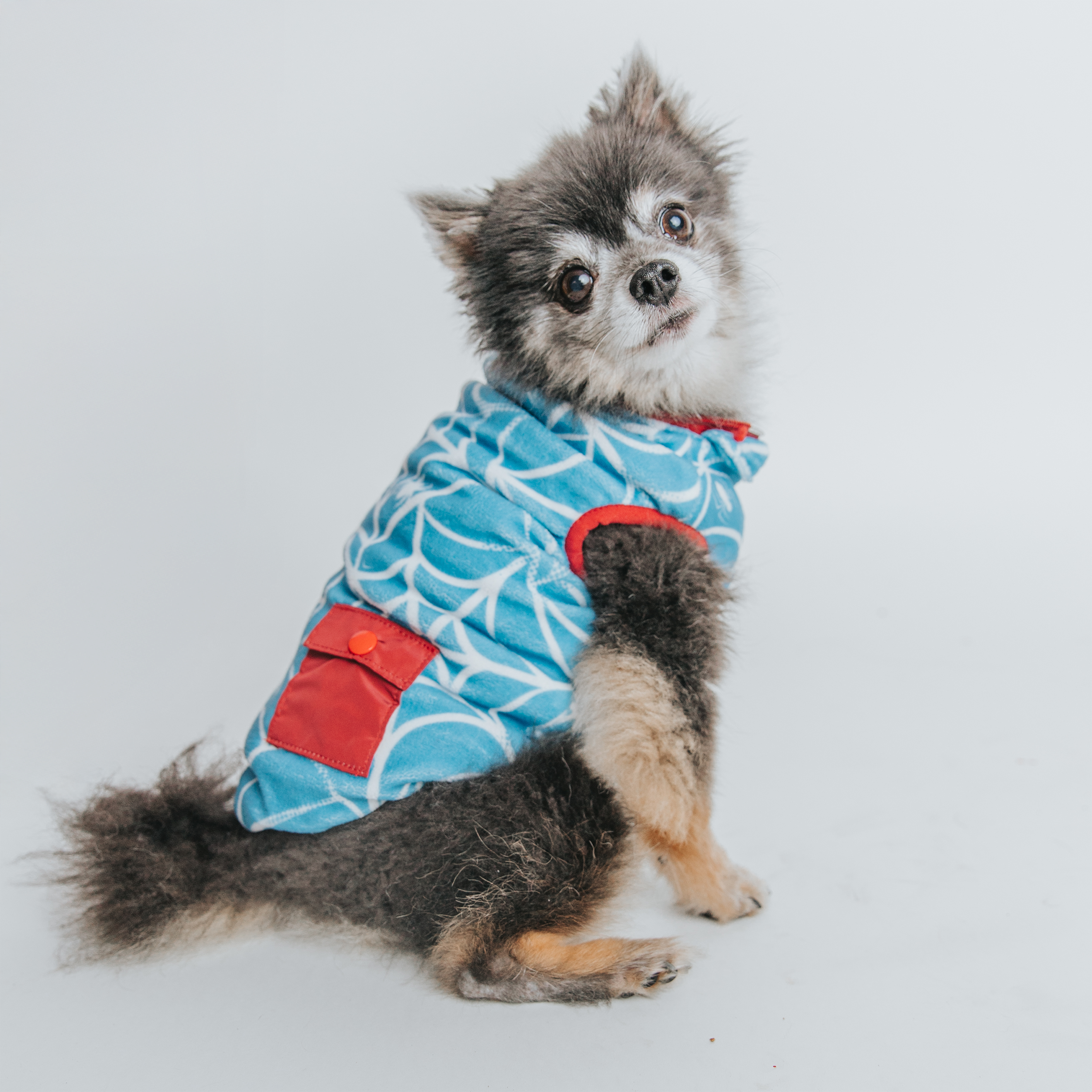 A small black and white dog with fluffy fur sits and looks up, wearing the Sassy Woof Dog Reversible Sherpa Jacket - Marvel’s Spider-Man, featuring blue and white patterns with red accents, against a plain white background.