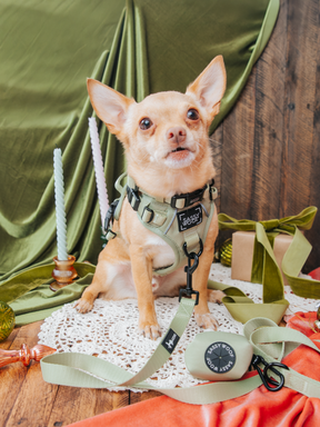 A small tan Chihuahua models the Sassy Woof Dog Two Piece Bundle - Matcha, sitting on a white doily with green fabric, candles, a gift box with a green bow, and a matching green leash with round case.