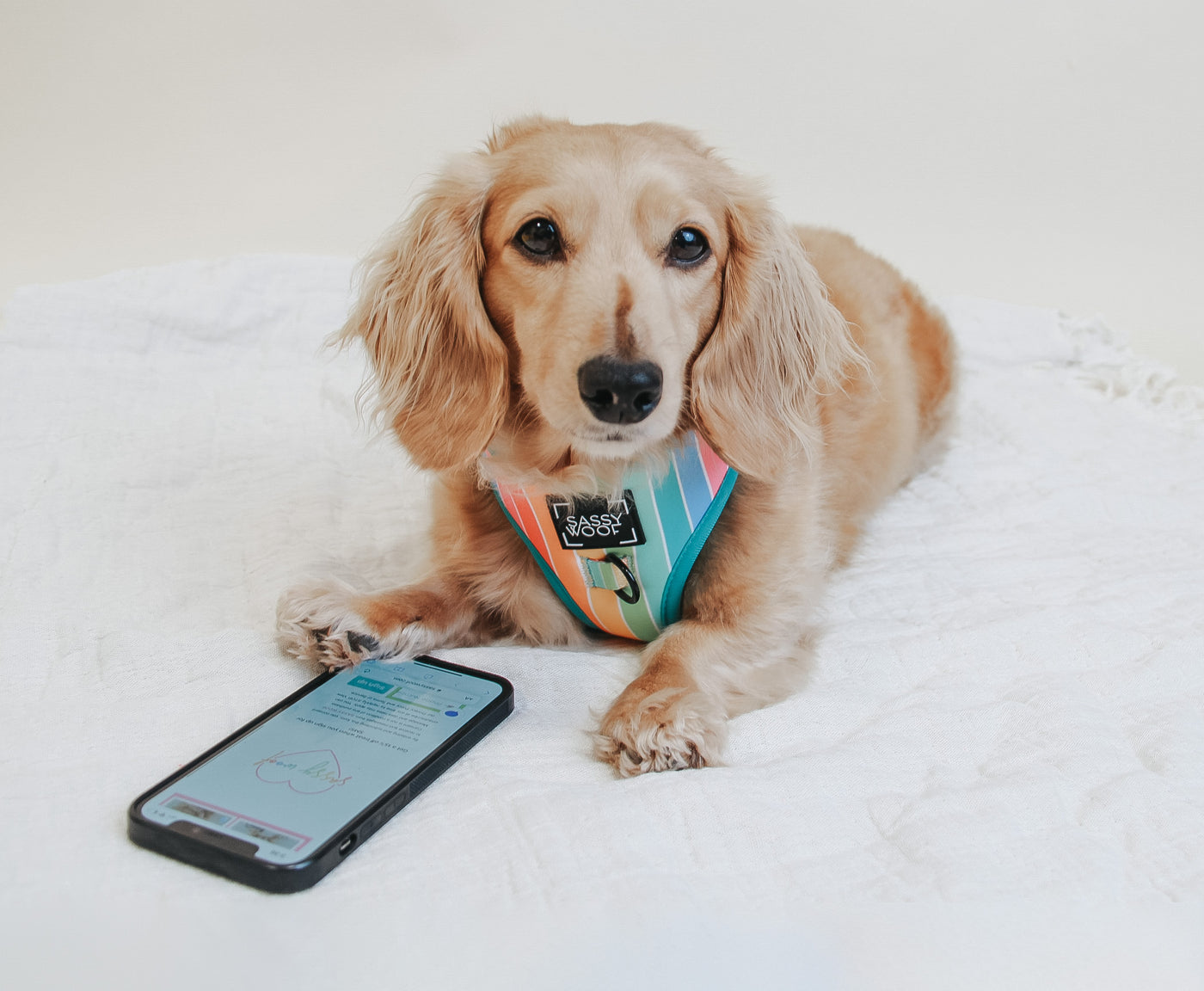 A light brown long-haired dachshund wearing a colorful harness lies on a white blanket with one paw resting near a smartphone displaying a pet-related app or website.