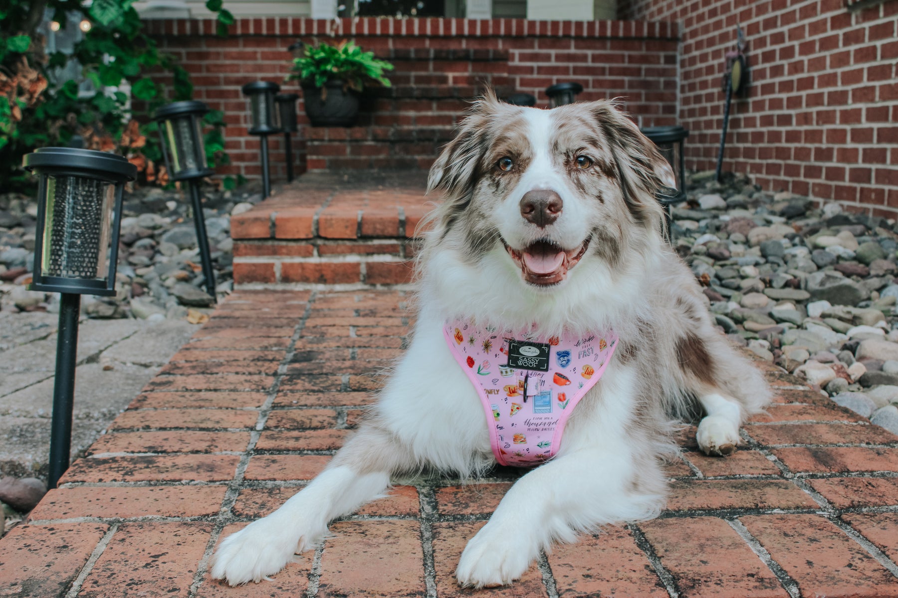 INFLUENCER_CONTENT | @MILATHEAUSSIEDOG | SIZE XL