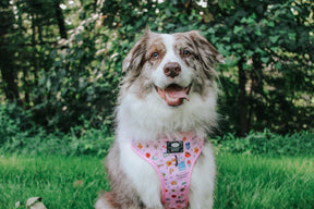 INFLUENCER_CONTENT | @MILATHEAUSSIEDOG | SIZE XL