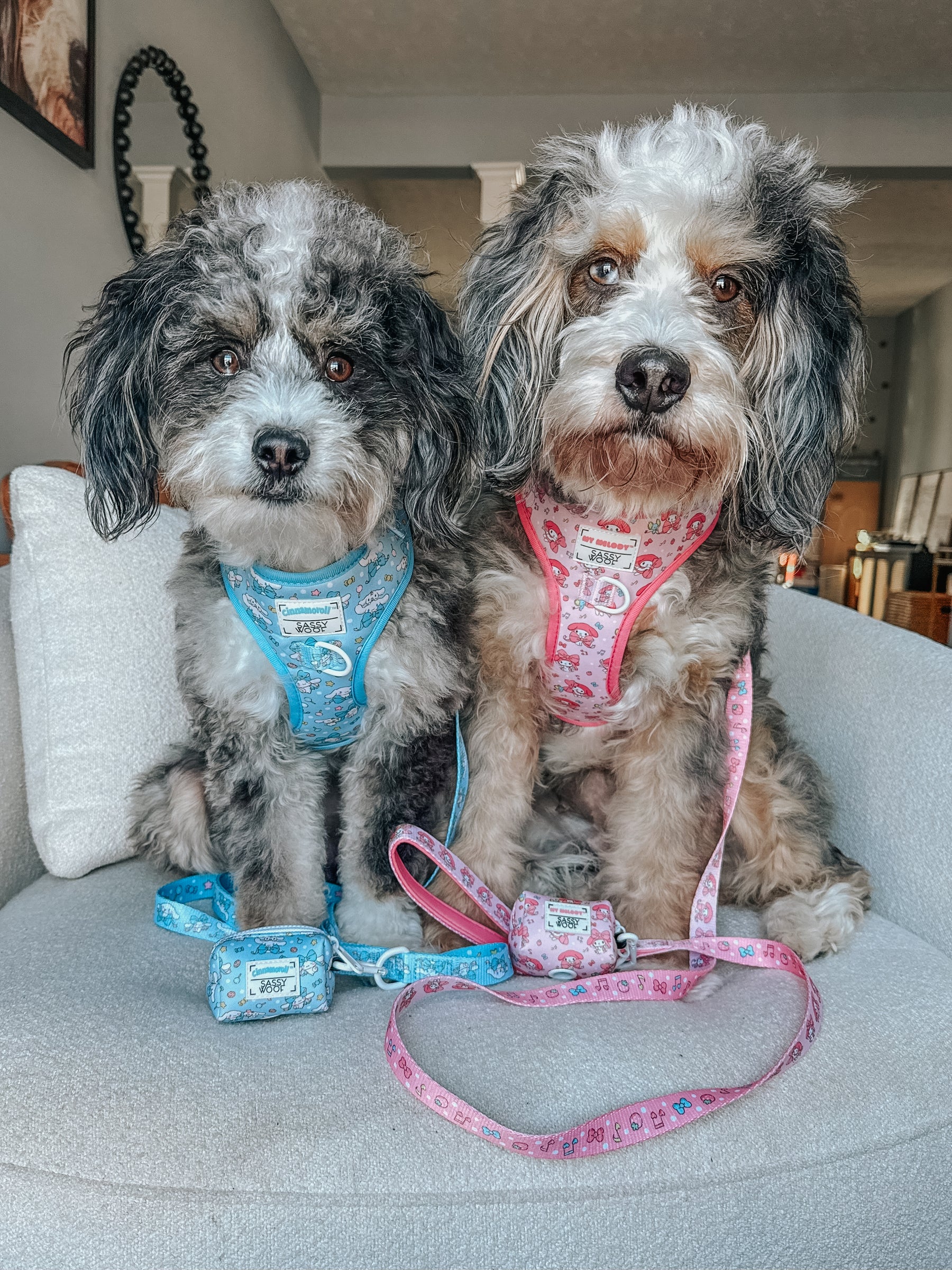 Two fluffy dogs sit on a light gray chair, each wearing harnesses and accessories. One sports the Sassy Woof Dog Leash - Cinnamoroll™, featuring a blue design with a padded neoprene handle, while the other wears pink. Both look at the camera indoors.