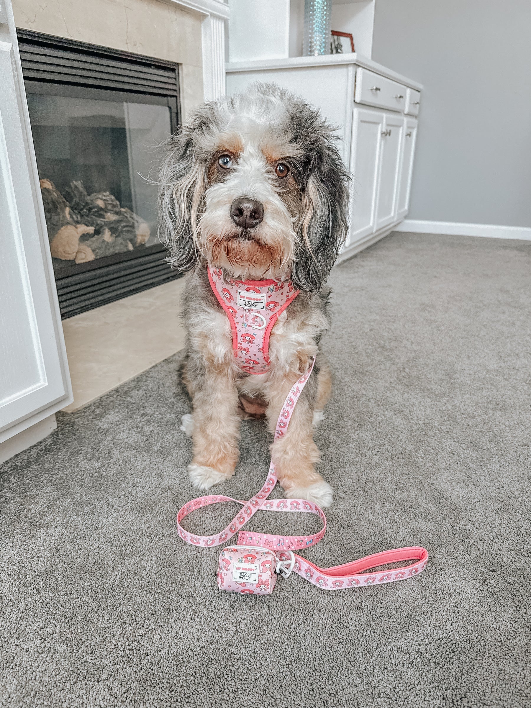 A fluffy dog with gray, white, and brown fur sits indoors on a gray carpet, wearing a harness set and holding the Sassy Woof Dog Leash - My Melody™ in its mouth. A fireplace and white cabinets are visible in the background.