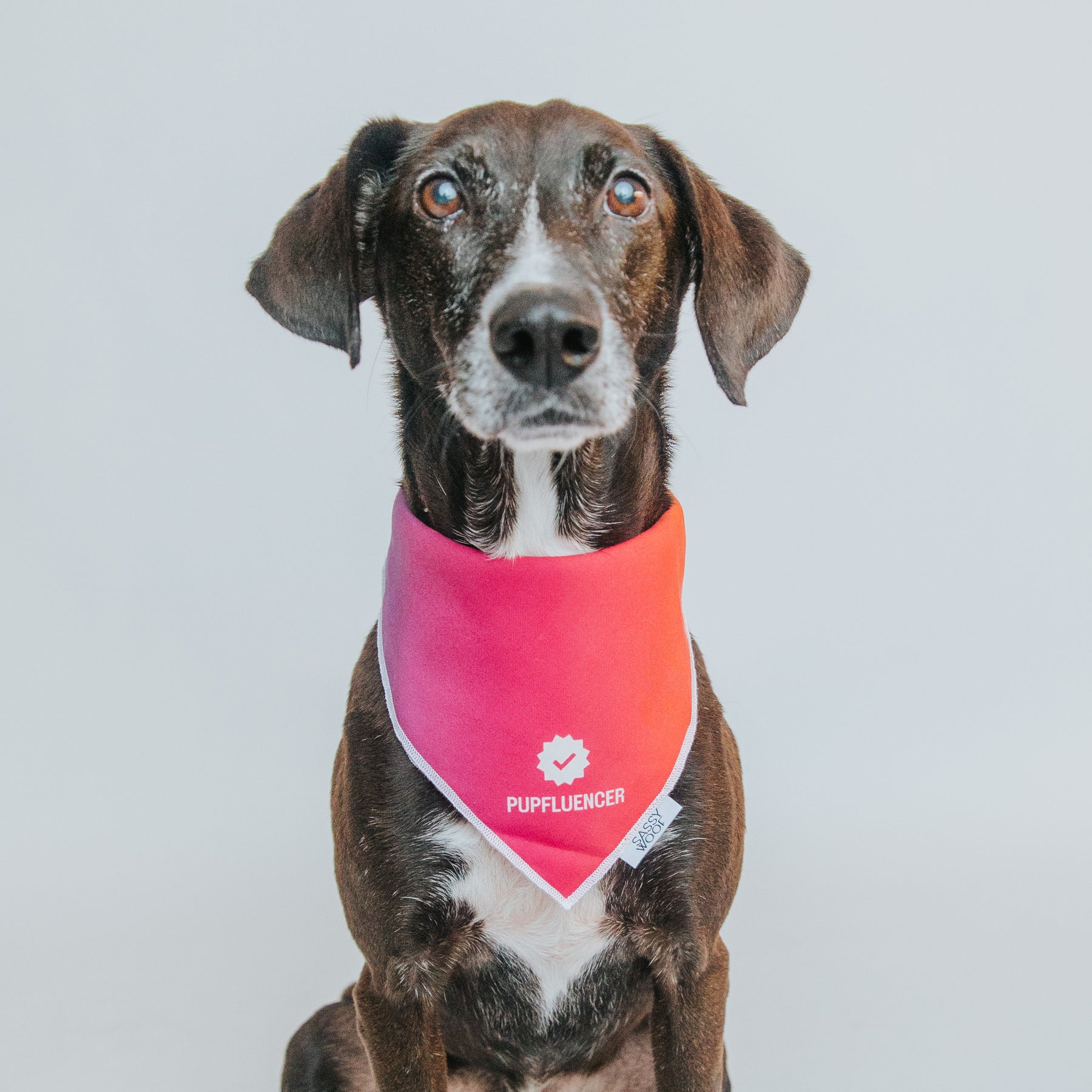 A black dog with white markings wears the Sassy Woof Dog Bandana - Pupfluencer in red and pink cotton while sitting against a plain light background.