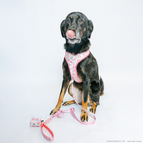 INFLUENCER_CONTENT | @SUNNYTHEAUSSIEDOR |