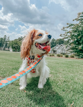 INFLUENCER_CONTENT | @OLLIE_AND_ANNIE_THE_CAVS