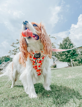 INFLUENCER_CONTENT | @OLLIE_AND_ANNIE_THE_CAVS | SIZE S