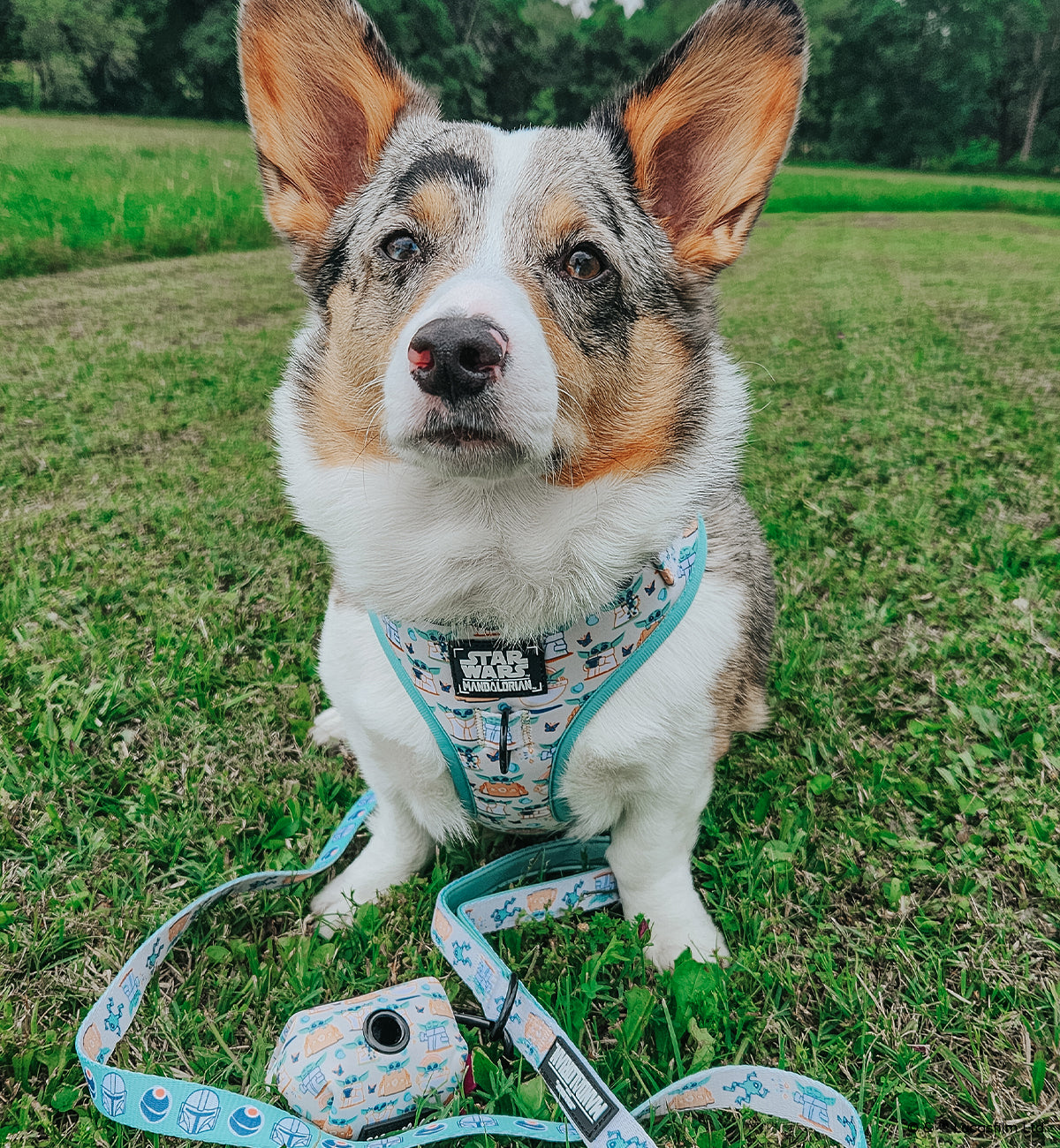 INFLUENCER_CONTENT | @PETUNIAJUNE_CORGI