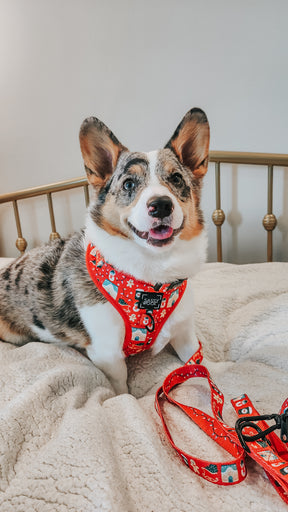INFLUENCER_CONTENT | @PETUNIAJUNE_CORGI | SIZE M 