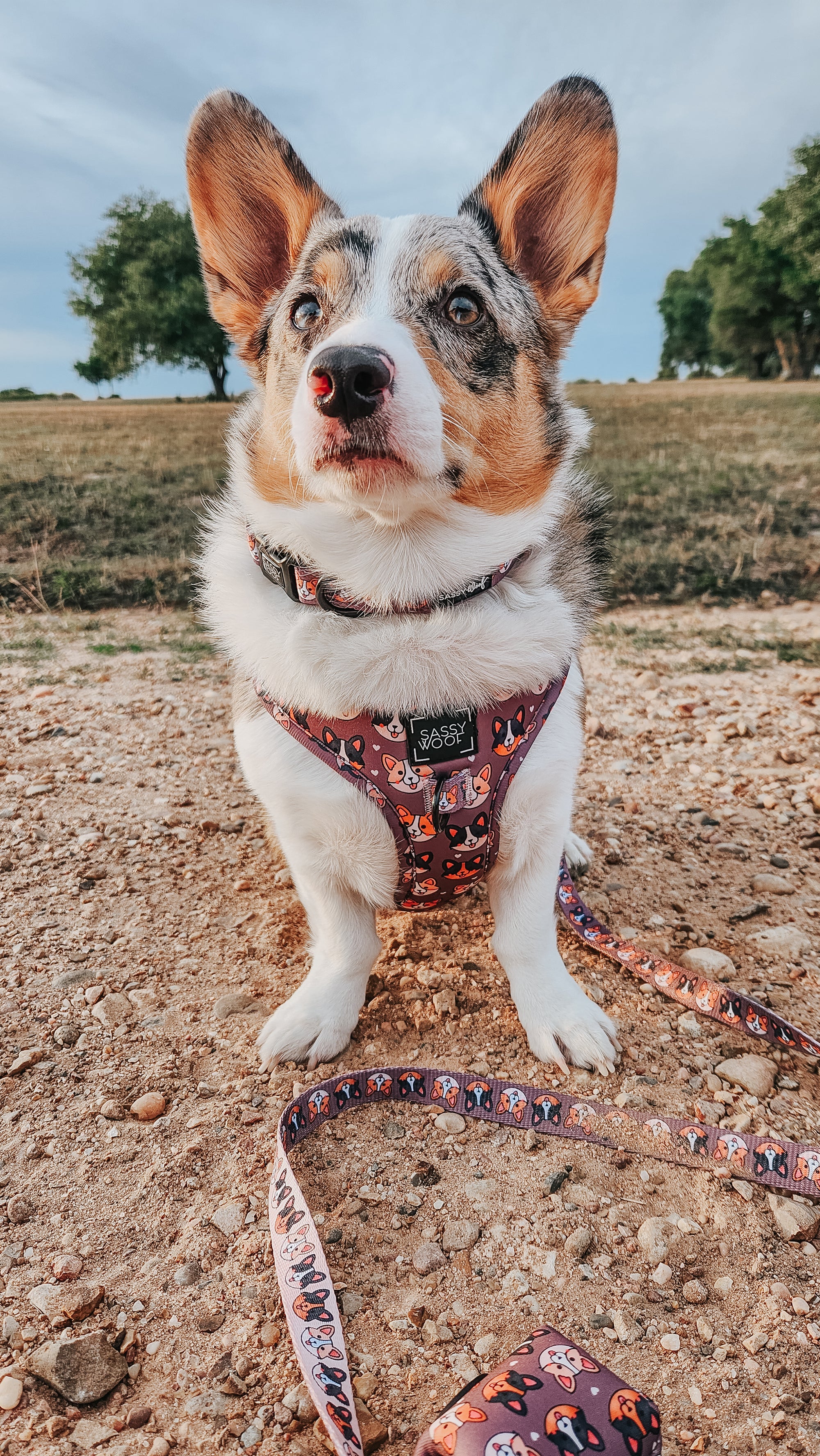 INFLUENCER_CONTENT | @PETUNIAJUNE_CORGI | SIZE M